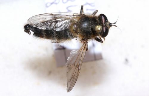 Réf. 69 554 : Criorhina ranunculi