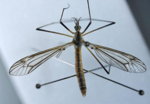 Réf. 69 497 : Tipula vernalis