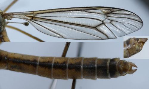 Tipula vernalis
