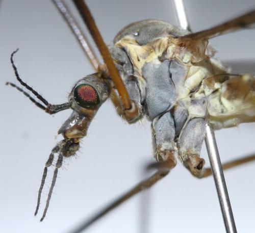Tipula vernalis