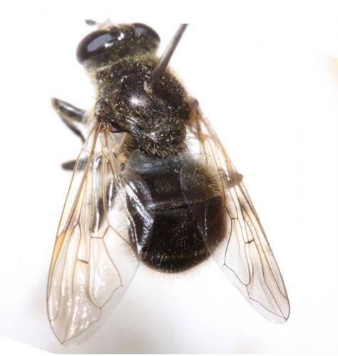 Réf. 69 145 : Myolepta obscura
