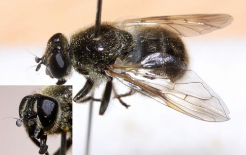 Réf. 69 144 : Myolepta obscura