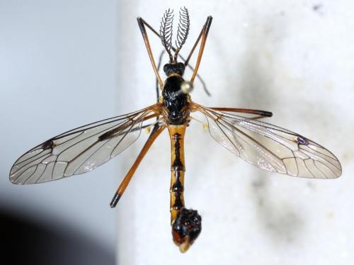Ctenophora pectinicornis