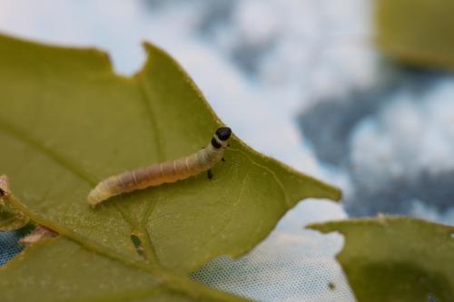 Diurnea lipsiella