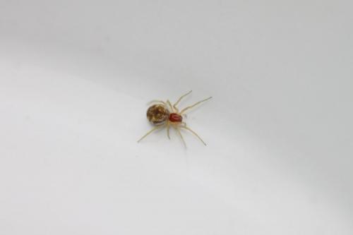 Réf. 69 056 : Nigma sp.