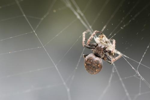 Réf. 69 238 : Nuctenea umbratica