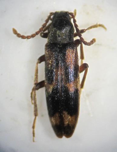 Réf. 69 672 : Hypulus quercinus