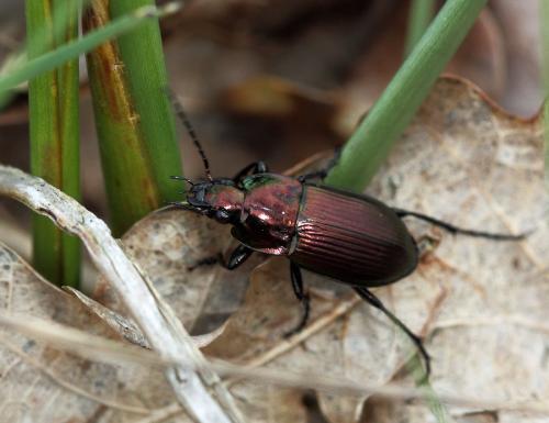 Réf. 69 116 : Poecilus versicolor
