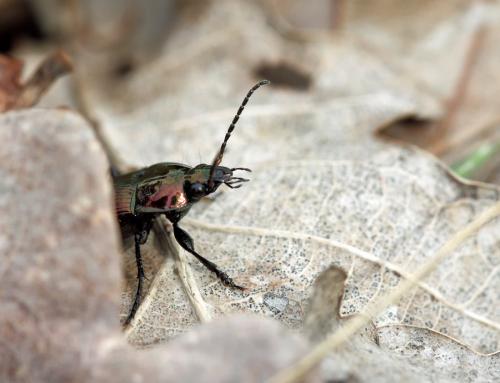 Réf. 69 117 : Poecilus versicolor