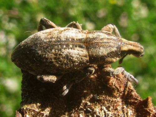 Réf. 69 518 : Pseudocleonus cinereus