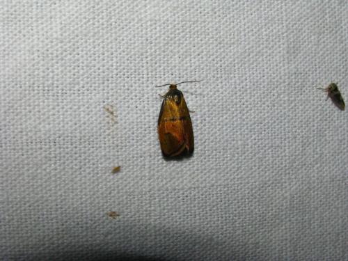Réf. 69 354 : Ptycholoma lecheana