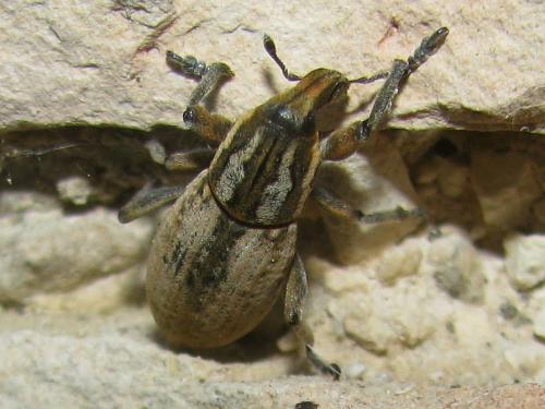 Réf. 69 519 : Pseudocleonus cinereus
