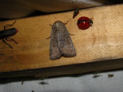 Hoplodrina ambigua