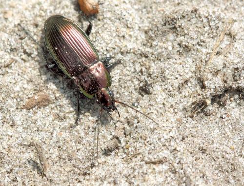 Réf. 69 833 : Poecilus sp.