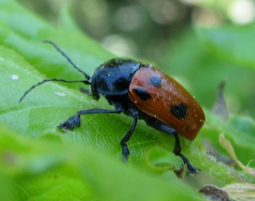Cryptocephalus loreyi