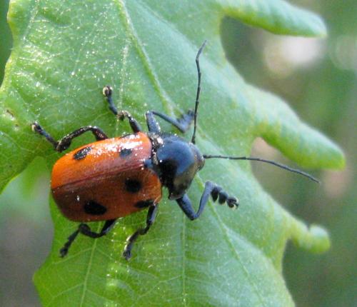 Cryptocephalus loreyi