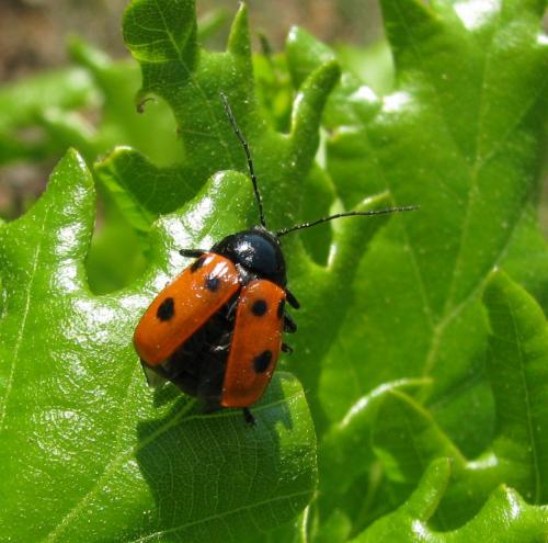 Cryptocephalus loreyi