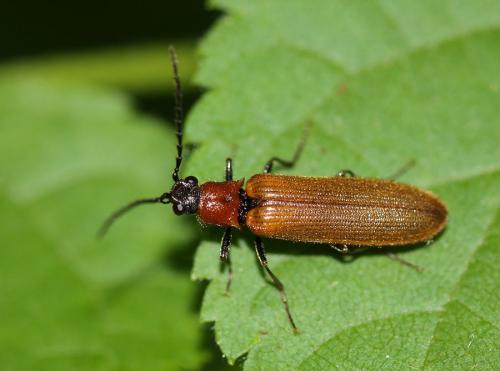 Réf. 69 306 : Denticollis linearis