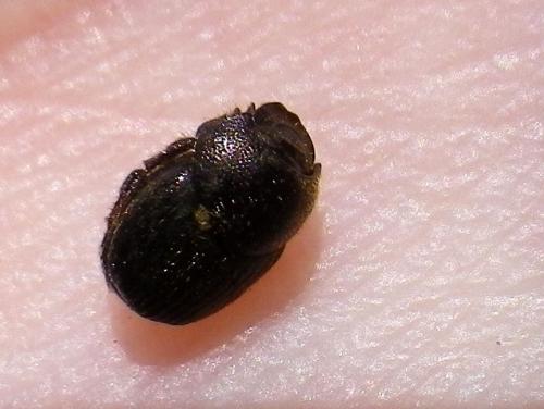 Onthophagus sp.