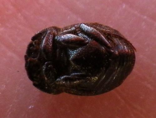 Onthophagus sp.