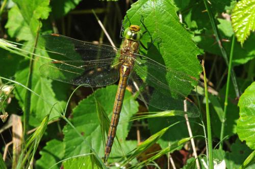 Aeshna isoceles