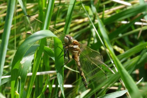 Réf. 69 860 : Orthetrum albistylum