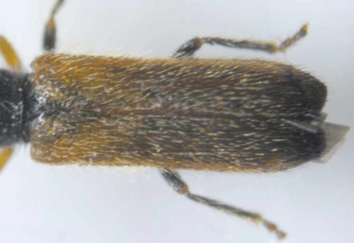 Réf. 69 445 : Tetrops praeustus