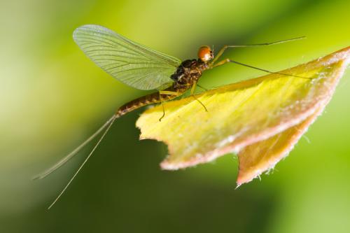Réf. 69 463 : Serratella ignita