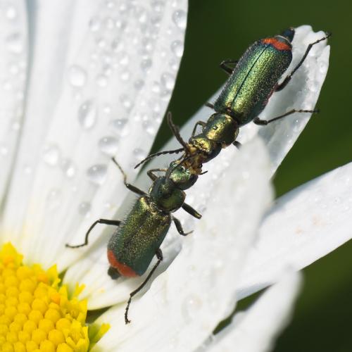 Malachius bipustulatus