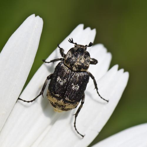 Réf. 69 495 : Valgus hemipterus