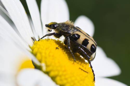 Réf. 69 856 : Trichius sp.