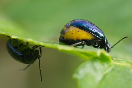 Réf. 69 803 : Agelastica alni