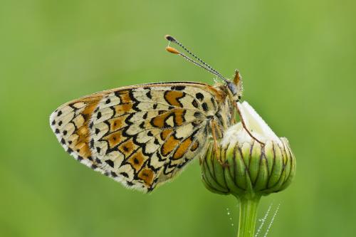 Melitaea cinxia