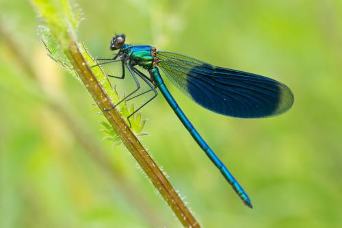 Calopteryx splendens