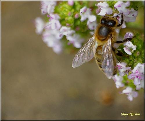 Apis mellifera