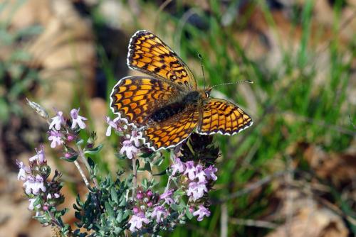Réf. 69 041 : Melitaea phoebe