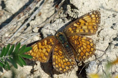 Réf. 69 043 : Melitaea phoebe