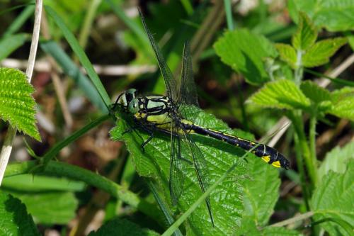 Réf. 69 332 : Gomphus vulgatissimus