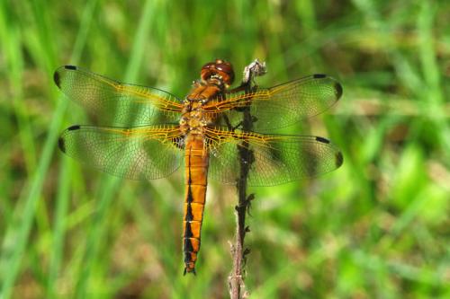 Réf. 69 333 : Libellula fulva