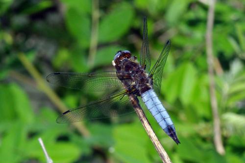 Réf. 69 391 : Libellula fulva