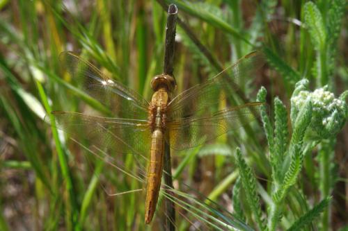 Crocothemis erythraea