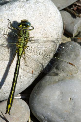 Gomphus pulchellus