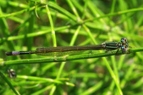 Ischnura elegans