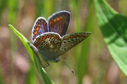Polyommatus icarus