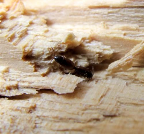 Atomaria sp.