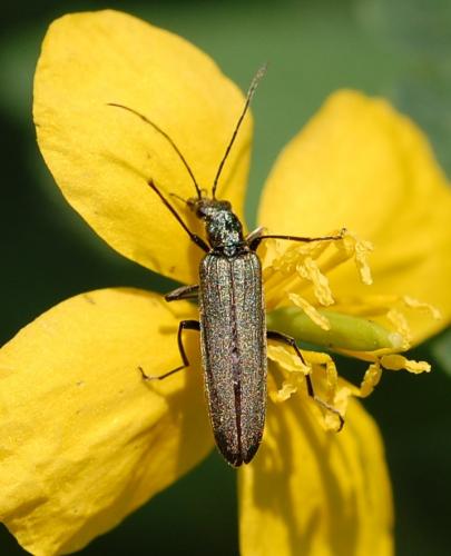 Réf. 69 019 : Oedemera sp.