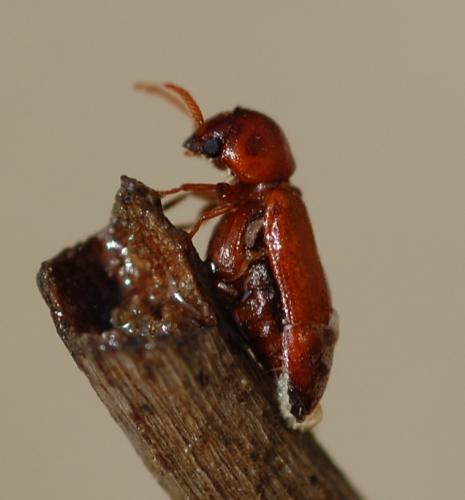 Ptilinus sp.
