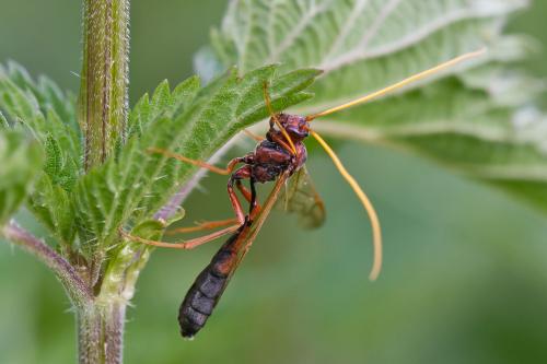 Réf. 69 777 : Eremotylus marginatus