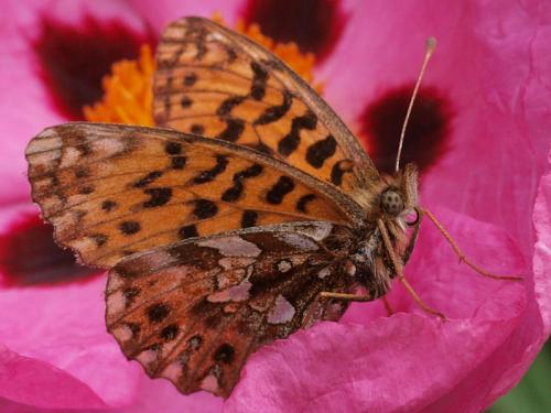 Réf. 69 278 : Boloria dia