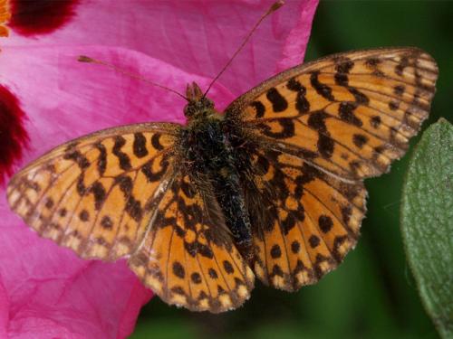 Réf. 69 280 : Boloria dia